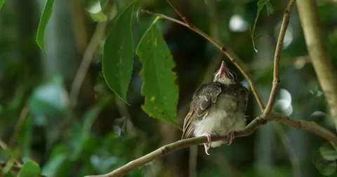 Chicks that have just left the nest. Stock Footage 149255348