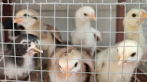 Chicks that have only been hatched for a few days in a wooden cage Stock Footage 265079274