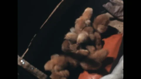 Chicks in a Hen House 1938 Stock Footage 239244029