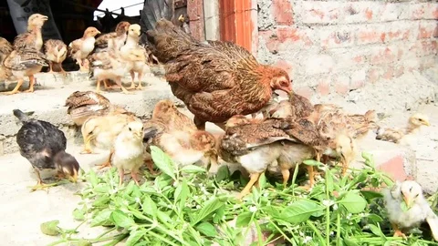 Chicks with hen in poultry farm Stock Footage 77276848