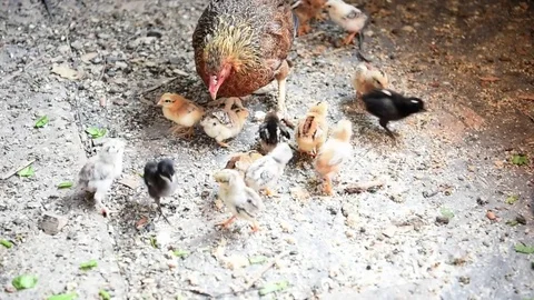 Chicks with hen in poultry farm Stock Footage 77396672