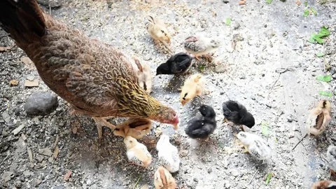 Chicks with hen in poultry farm Stock Footage 77396761