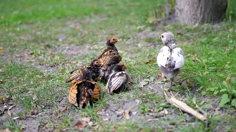 Chicks Huddling Together Video stock 293210183