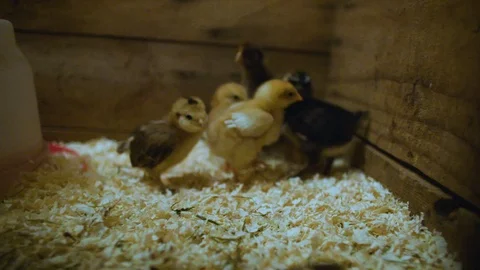Chicks inside the pen Stock Footage 87837720