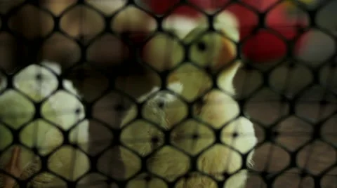 Chicks in livestock farm Stock Footage 48735401