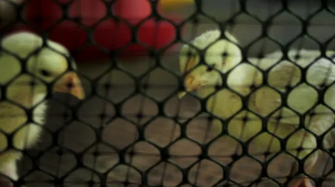 Chicks in livestock farm Stock Footage 48735631