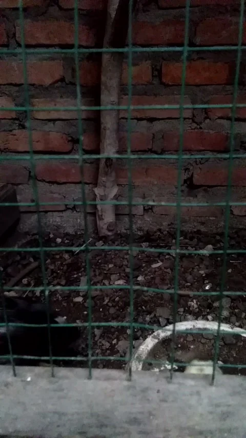 Chicks locked up in the coop Video stock 219447674