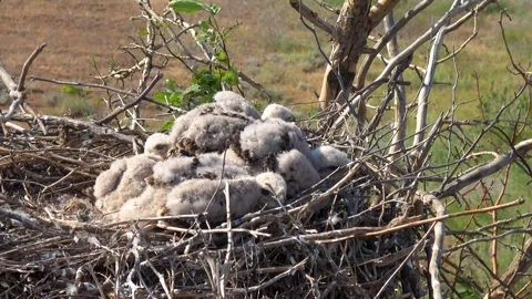 Chicks of long-legged buzzard (Buteo Rufinus) in the nest Video stock 306358324