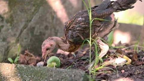 Chicks looking for food. A small chicken is digging in the ground Vídeos de archivo 157463083