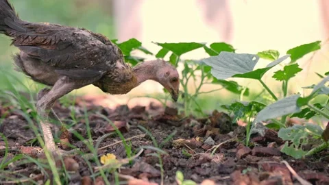 Chicks looking for food. A small chicken is digging in the ground Vídeos de archivo 157463089