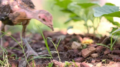 Chicks looking for food. A small chicken is digging in the ground Stockbeeldmateriaal 157463091