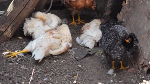 Chicks lying down cleaning feathers in a hen house Stock Footage 136201739