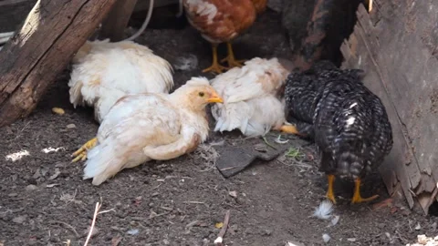 Chicks lying down cleaning feathers in a hen house Stock-Footage 138898738