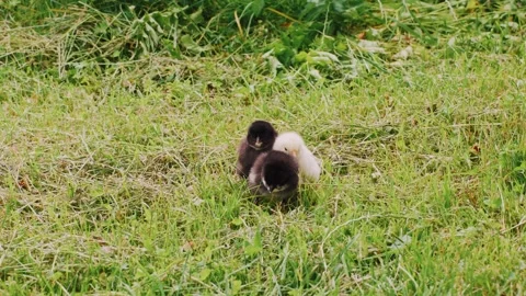 Chicks in meadow, Farmyard scene with young chicks closeup view, Closeup of Stock Footage 323799574