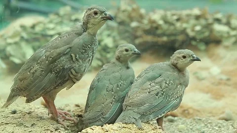 Chicks mountain quail chukar wild nature Stock Footage 83589121