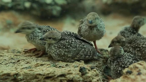Chicks mountain quail chukar wild nature Stock Footage 83589343