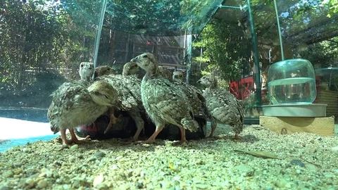 Chicks mountain quail chukar wild nature Stock Footage 83589474