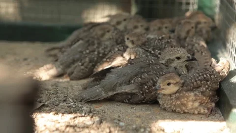 Chicks mountain quail chukar wild nature Stock Footage 83589565