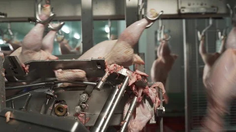 Chicks moving on poultry conveyor.   Sorting chicks in factory. Video stock 129200407