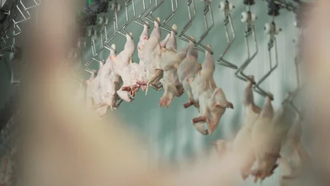 Chicks moving on poultry conveyor.   Sorting chicks in factory. Video stock 129200471