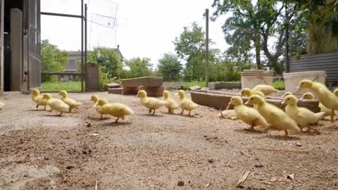 Chicks moving in slow motion. Chickens cute animals. Chick falling down Stock Footage 196013986