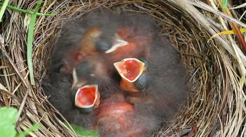 Chicks in a nest. Stockbeeldmateriaal 40728319