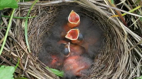 Chicks in a nest. Stockbeeldmateriaal 40728321