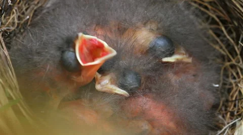 Chicks in a nest. Stockbeeldmateriaal 40728330