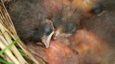 Chicks in a nest. Stockbeeldmateriaal 40728350