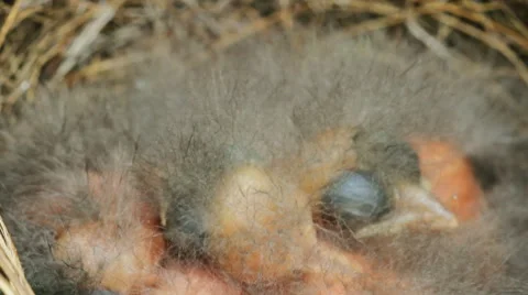 Chicks in a nest. Stockbeeldmateriaal 40728365