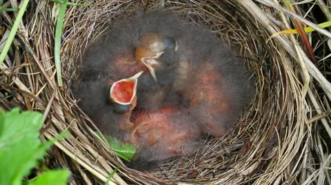 Chicks in a nest. Stockbeeldmateriaal 40728367