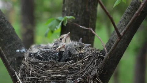 Chicks in the nest in the forest close-up Stock Footage 193049209