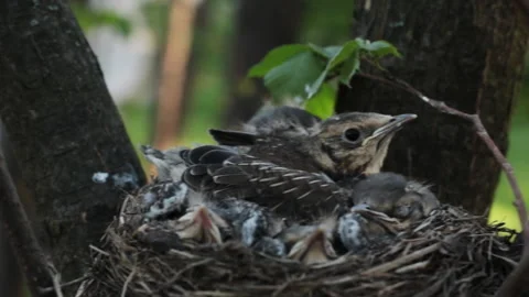 Chicks in a nest in the forest Video stock 193047780