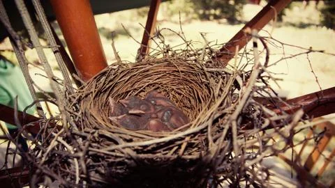 Chicks in nest while mom was away Stock Photos