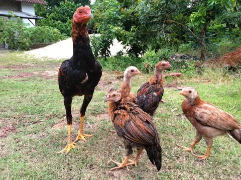 Chicks or young chickens Stock Photos