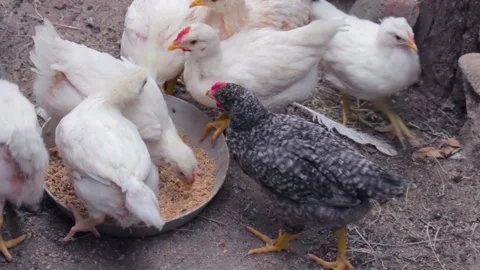 Chicks peck grain feed in a feeder in the yard of the farm close-up Stock Footage 135923845