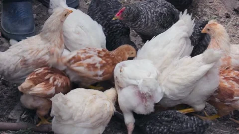 Chicks peck grain feed in a feeder in the yard of the farm close-up Stock Footage 137463194