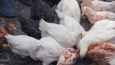Chicks peck grain feed in a feeder in the yard of the farm close-up Stock-Footage 138898589