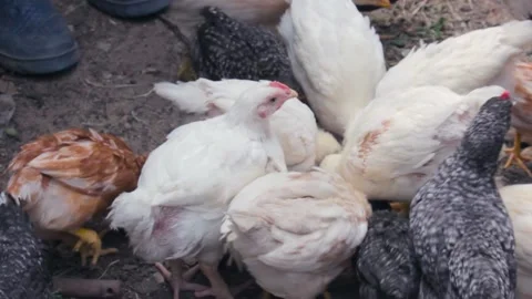 Chicks peck grain feed in a feeder in the yard of the farm close-up Stock-Footage 138898644