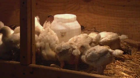 Chicks in a pen Stock Footage 30124992