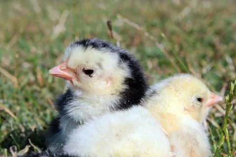 Chicks Stock Photos