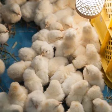 Chicks Stock Photos