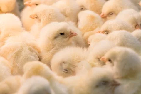 Chicks Stock Photos