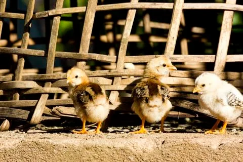Chicks Stock Photos