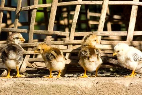 Chicks Stock Photos