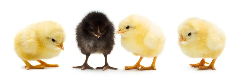 Chicks Stock Photos