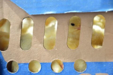 Chicks Fotos Stock