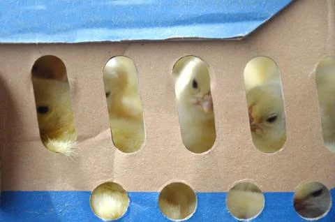 Chicks 库存照片