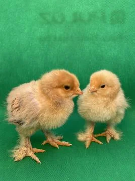Chicks Foto stock