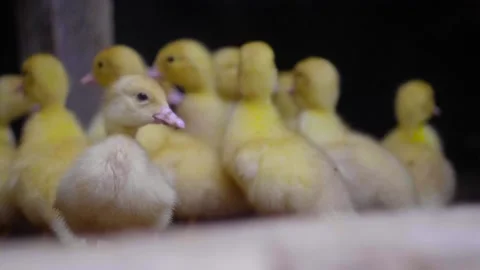 Chicks portrait. Cute chickens and chick. Nice animals Stock Footage 196014047